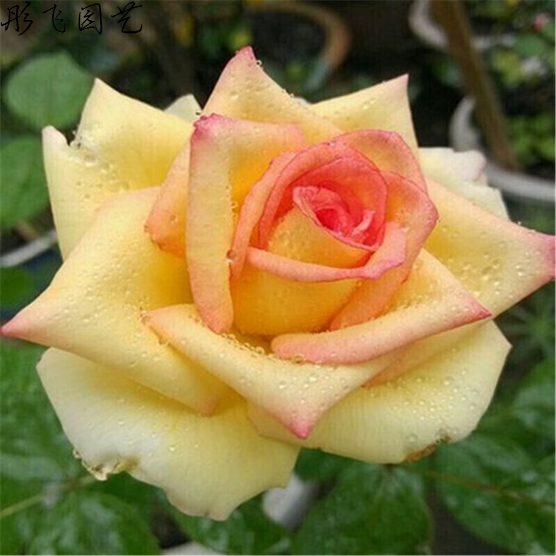 进口花卉盆栽爬藤植物蔷薇花玫瑰花苗四季开花大花绿植物盆栽 阿班斯