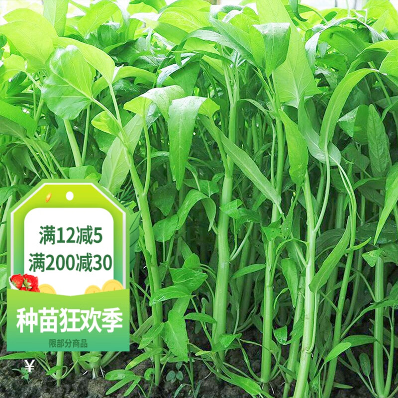 空心菜种籽四季春季秋季播阳台盆栽菜籽蔬菜籽 大叶空心菜种子10克