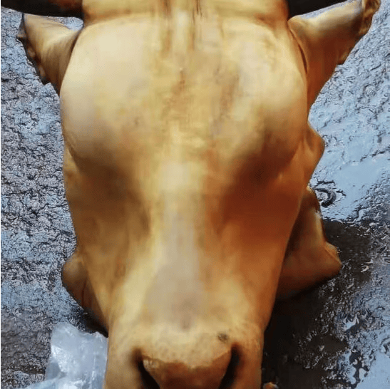 果亦橙新鲜整只生牛头肉带骨火烧去毛生黄牛头 牛头半只