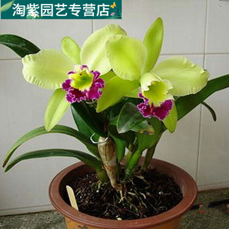 拾爱卡特兰石斛兰紫香兰梦香兰室内开花植物盆栽洋兰蝴蝶兰文心兰兜兰