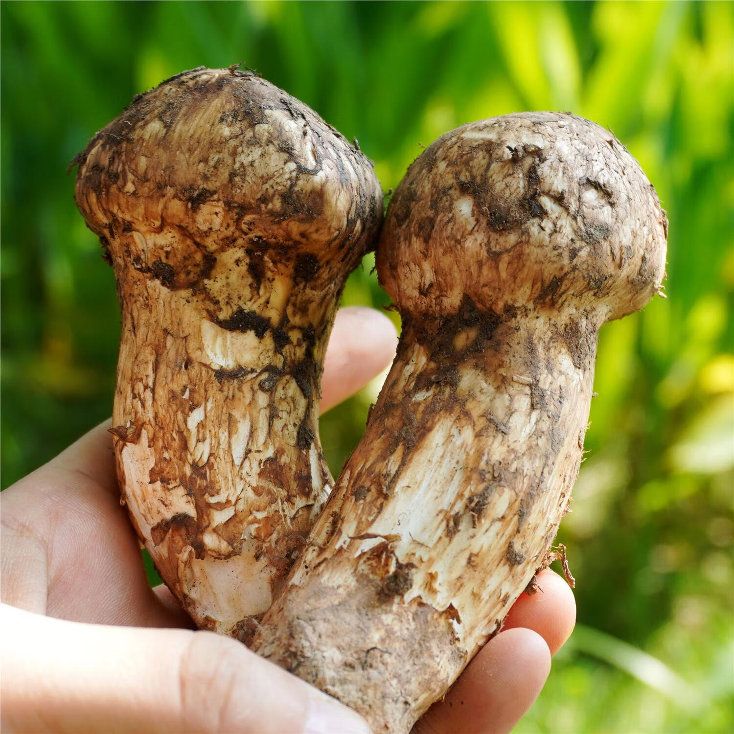 新鲜松茸四川雅江小金野菌非干货蘑菇5-12cm新鲜松茸菌500克 5cm 500g