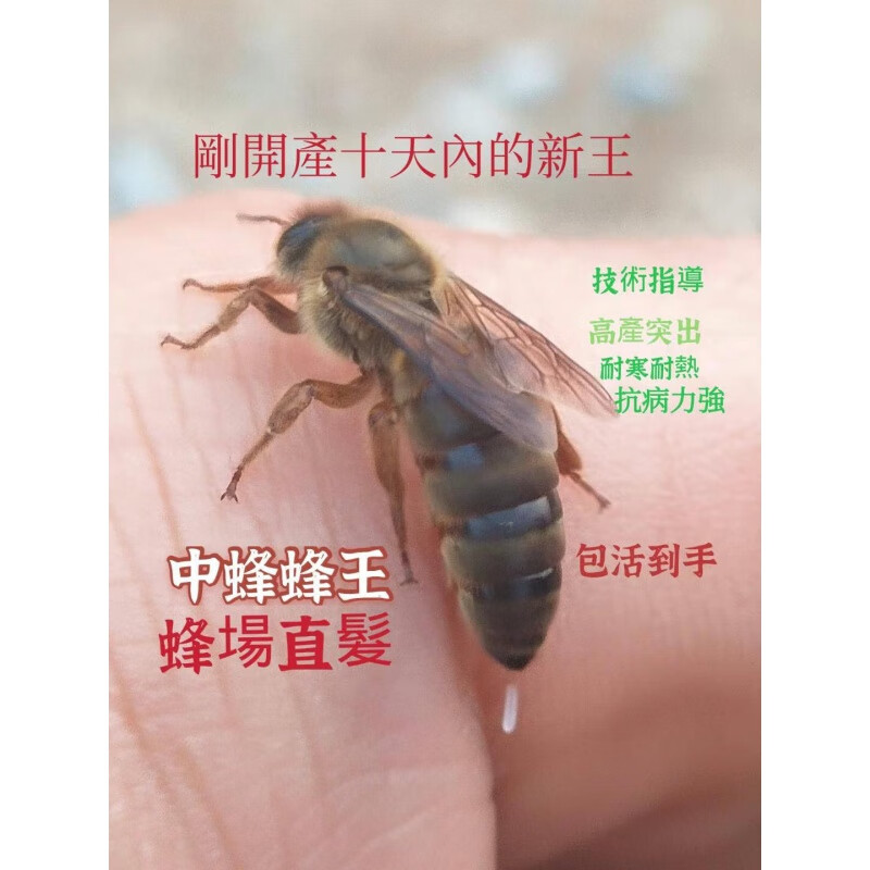 朗透  中蜂王活体中蜂种王新高产蜂王双色中蜂良种蜂王阿坝杂交开产王