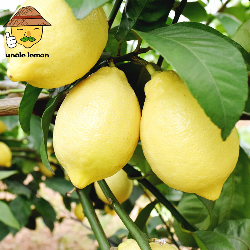 uncle lemon四川特产新鲜黄柠檬大果安岳尤力克水果多汁奶茶店榨汁切片泡茶 5斤大果(单果重量150g+)