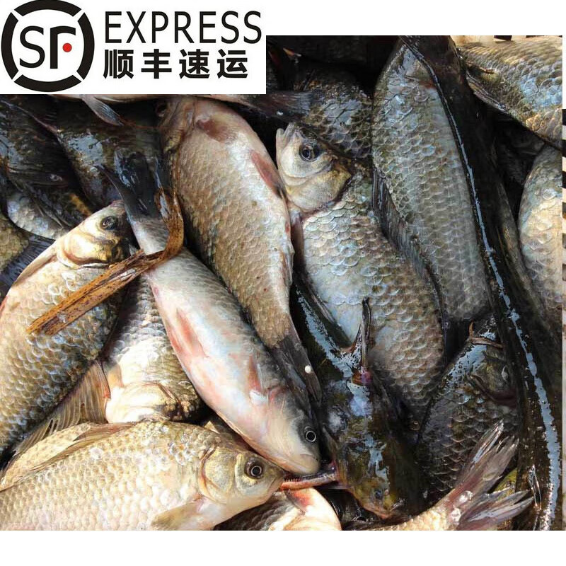 lism 苏北湖新鲜鱼正宗鲫鱼鲜活新鲜500g淡水鱼现杀炖汤 大鲫鱼(5斤装