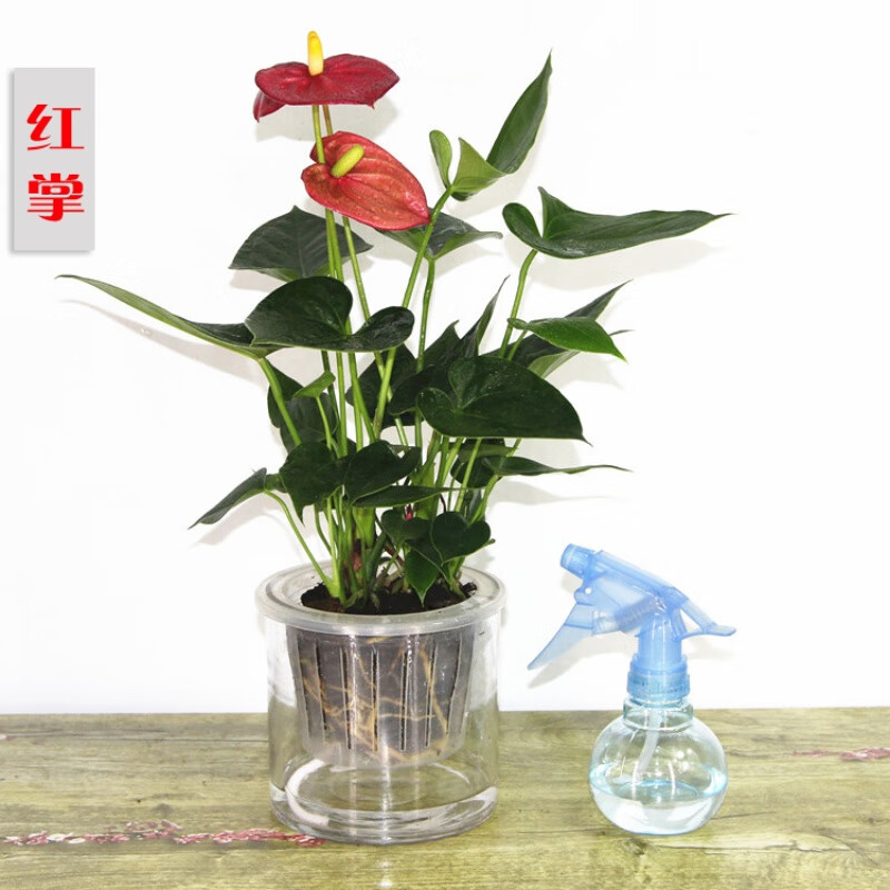 春沭 粉掌紅掌盆栽水培花卉土培盆栽室內(nèi)辦公桌綠植四季開(kāi)花 紅掌 不含盆