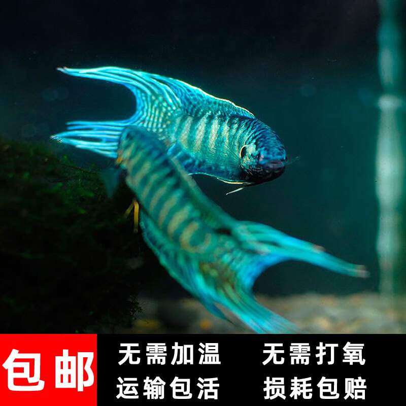 中国斗鱼蓝叉普叉人工改良蓝色小型淡水鱼活体观赏鱼冷水叉尾斗鱼 蓝