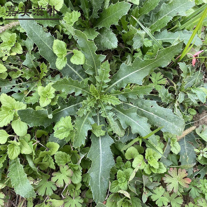 伟博中药小蓟草新鲜野生刺儿菜新鲜小蓟饮子止鼻血草天然野生现采现发