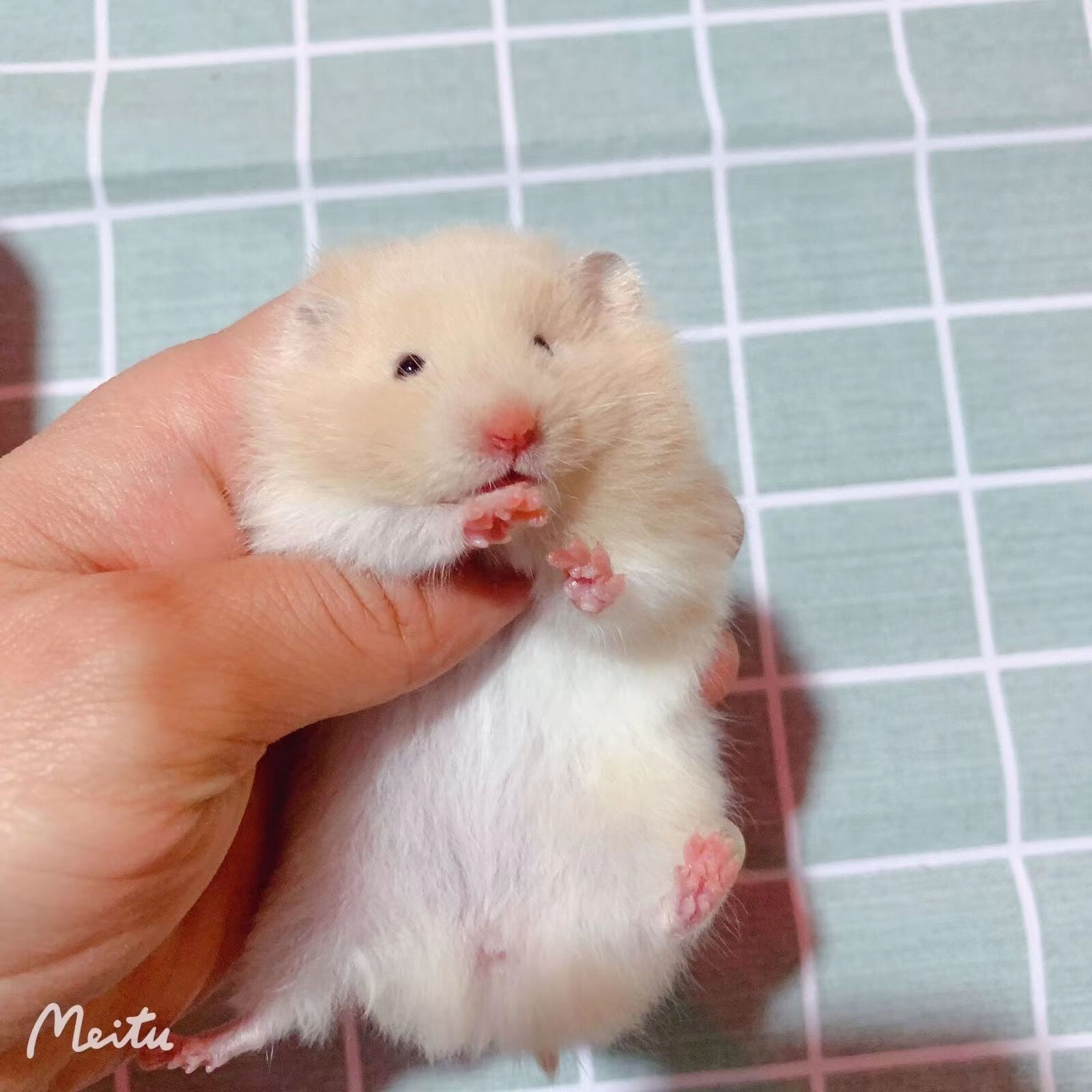 长毛金丝熊1只【公母备注】