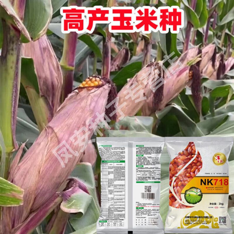 nk718玉米种子矮杆玉米种超大棒苞谷种抗倒抗旱 4斤组合装