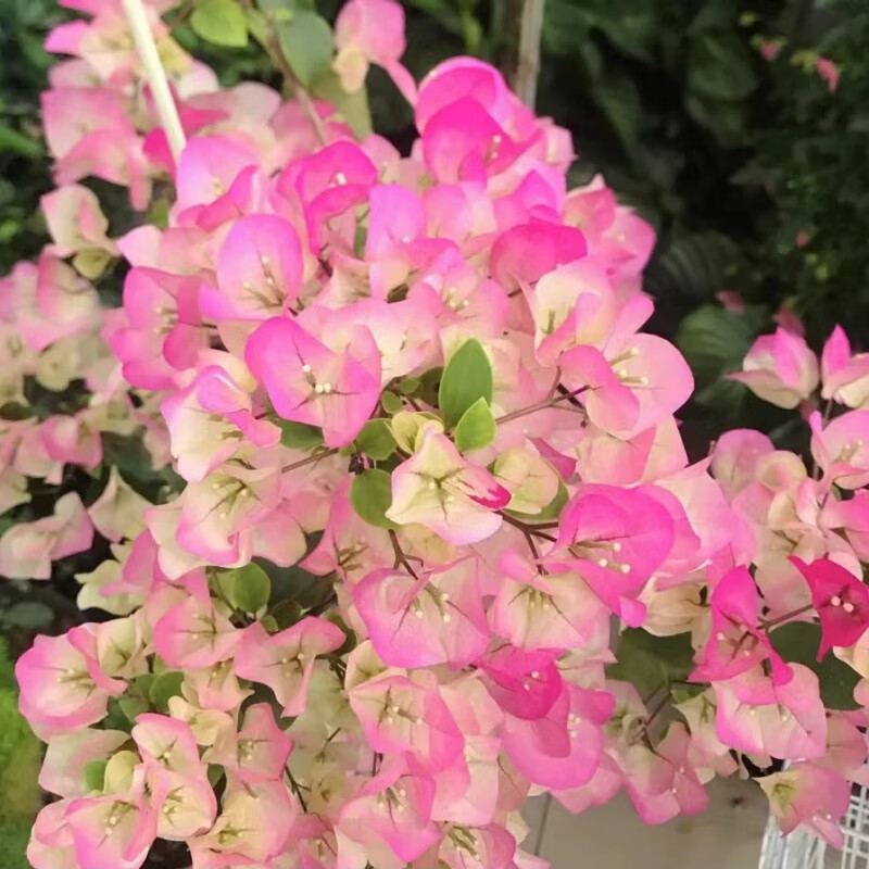 三角梅四季勤开花正宗巴西稀有品种爬藤重瓣老桩树苗耐寒带土 【】
