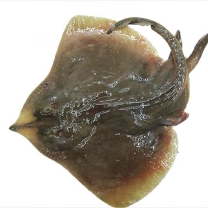 偏口鱼十大品牌排行榜