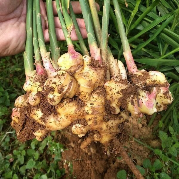 正宗云南小黄姜姜月子姜农家新鲜沙地姜黄姜南姜整箱批发价 1斤