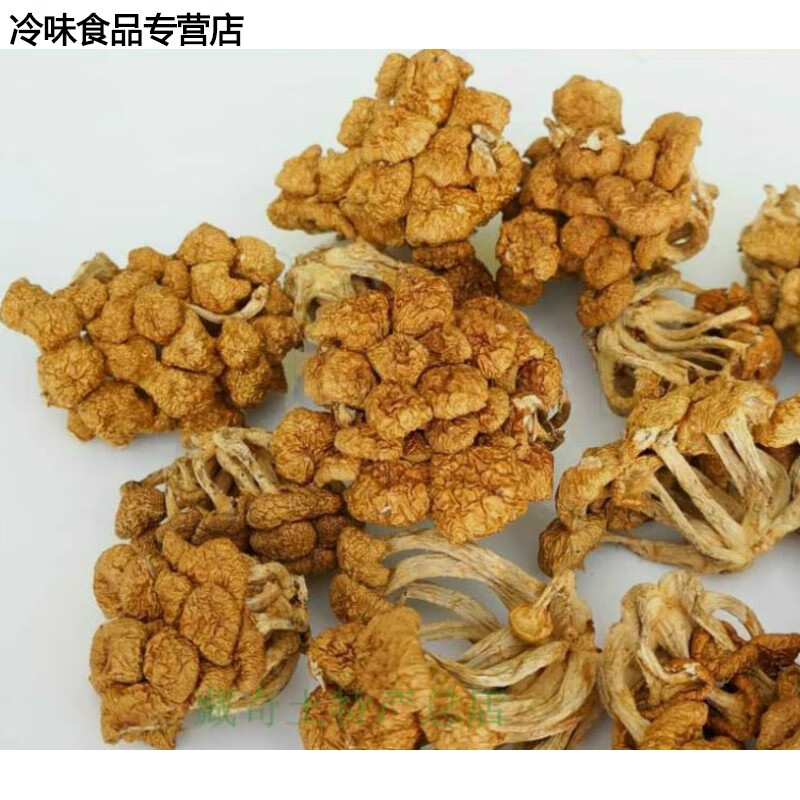 哺食旺西藏林芝野山菌小黄菇海拔5000米以上蘑菇长脚菇煲汤松茸