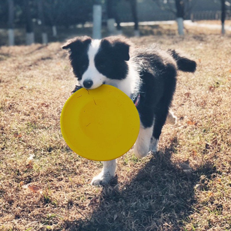 星记狗狗训练用品训犬玩具球边牧飞盘软飞碟耐咬不伤牙 黄色-飞盘 标准号