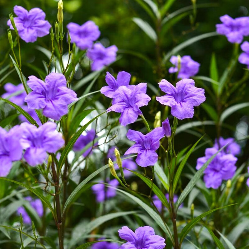 翠芦莉 多年生宿根庭院别墅地栽盆栽耐热耐寒好养活 花期长 1 加仑 不