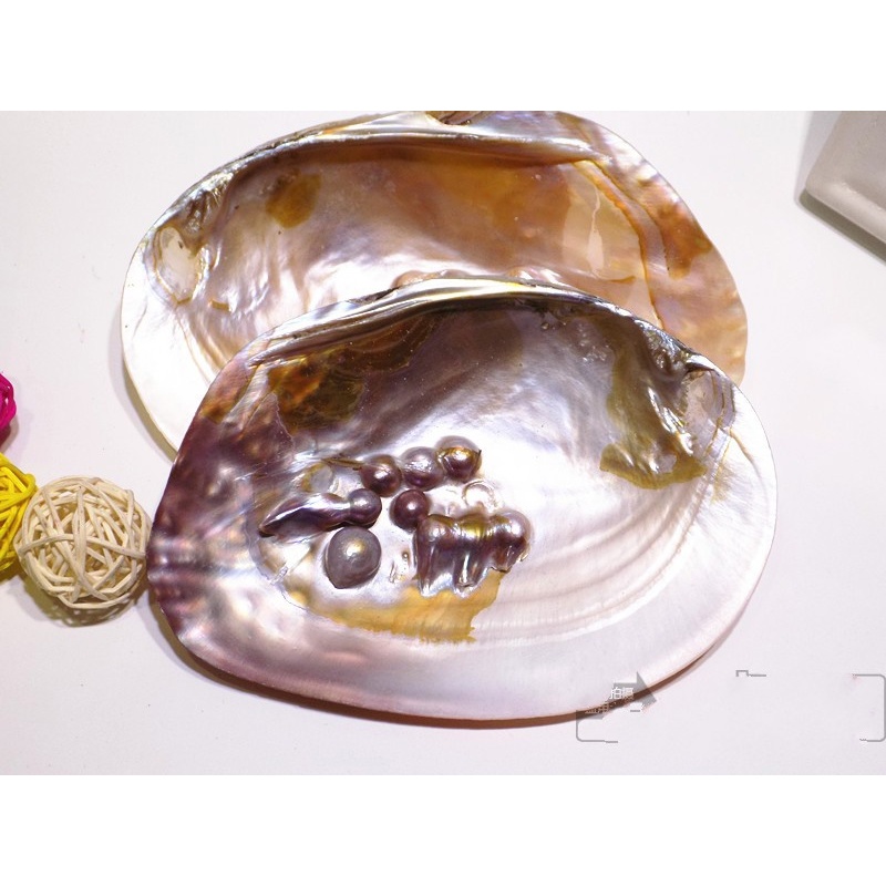 綠泊然珍珠蚌殼 天然珍珠珊瑚海星收藏水族貝殼畫天然海螺貝殼擺件m 13一15厘米 帶珍珠【未拋光】