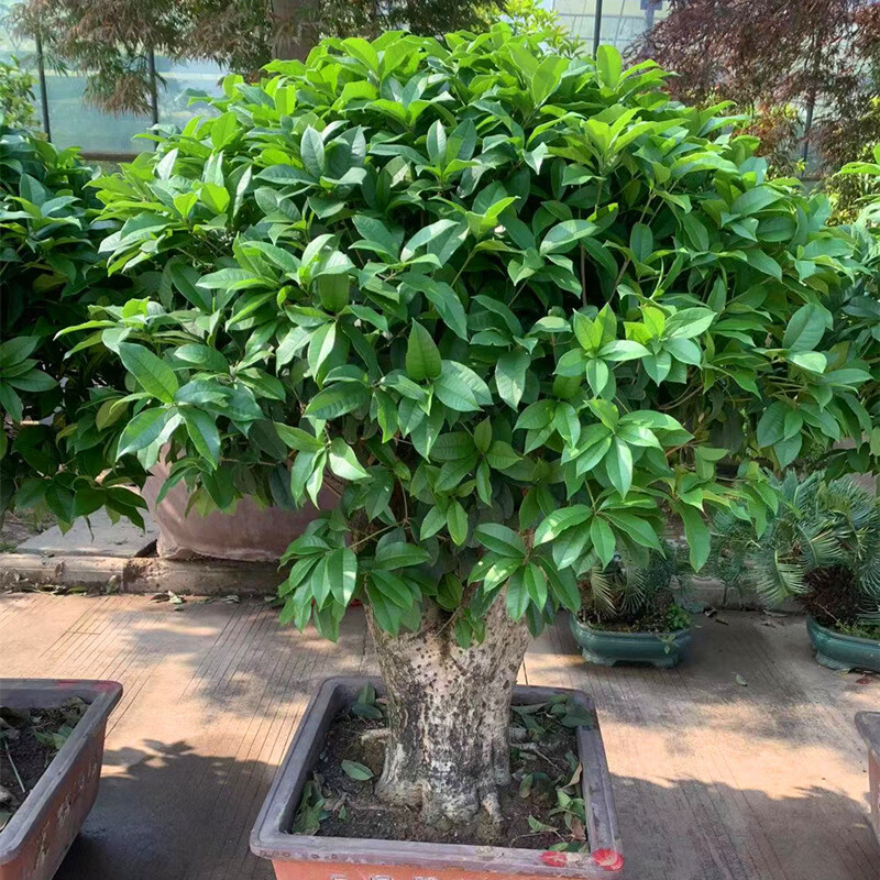 盆栽四季桂老桩8-10厘米粗