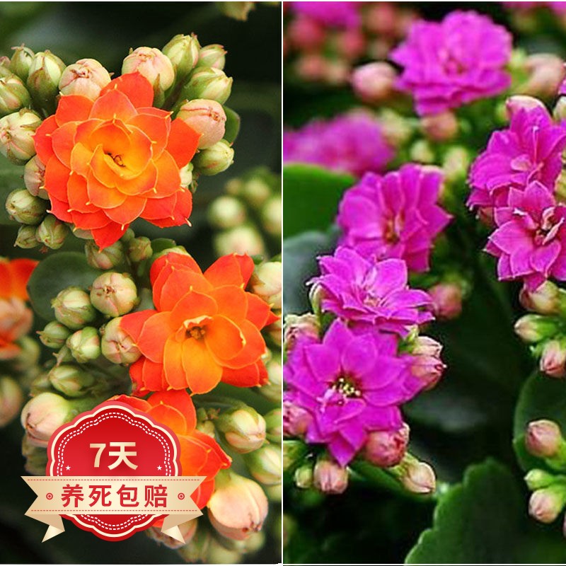 若绿 新品长寿花盆栽带花苞重瓣大花植物四季开花室内年宵花卉绿植 橙
