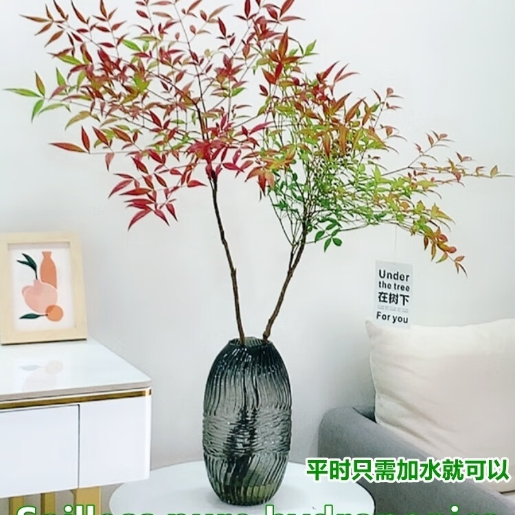 秋颖采缇新款南天竹盆栽水培绿植室内客厅桌面绿植花卉四季好养鲜花南