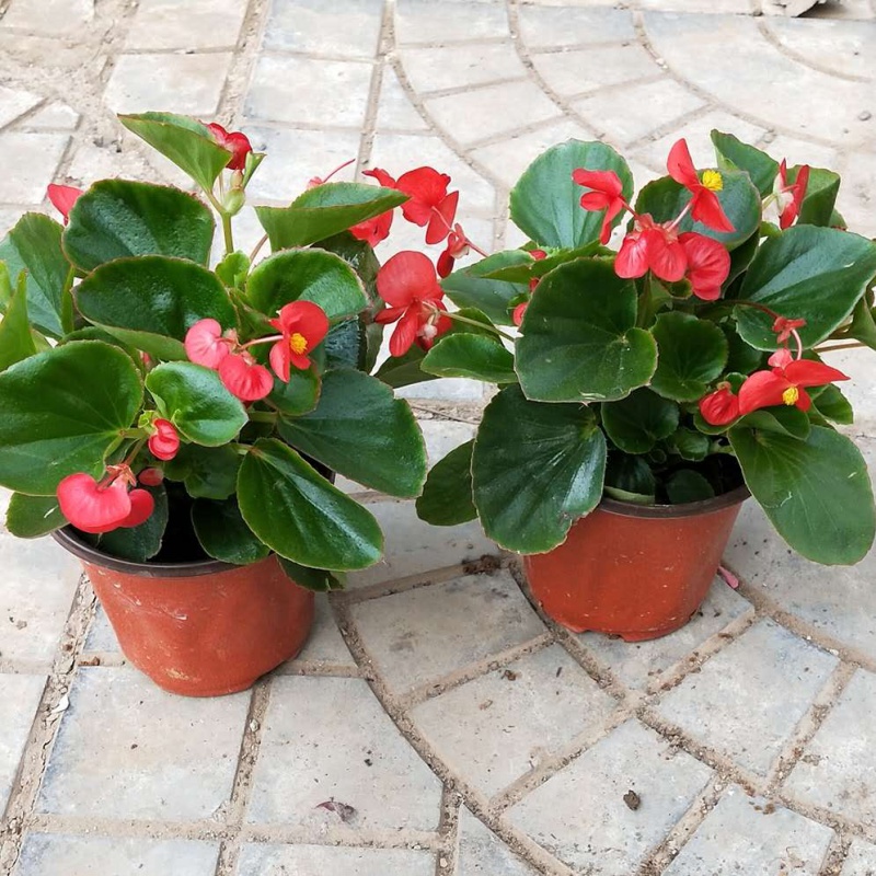 四季海棠丽格海棠花盆栽室内庭院四季秋海棠玻璃翠重瓣植物 2盆绿叶