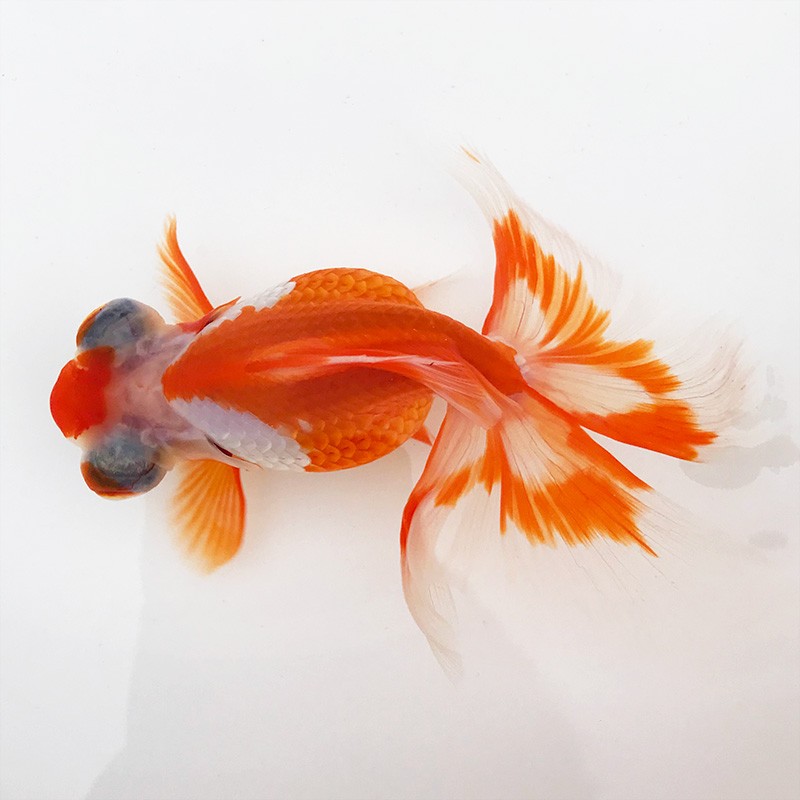 优鱼若宠蝶尾金鱼活体水族宠物冷水淡水鱼 精品红白蝶尾1条 5-6cm