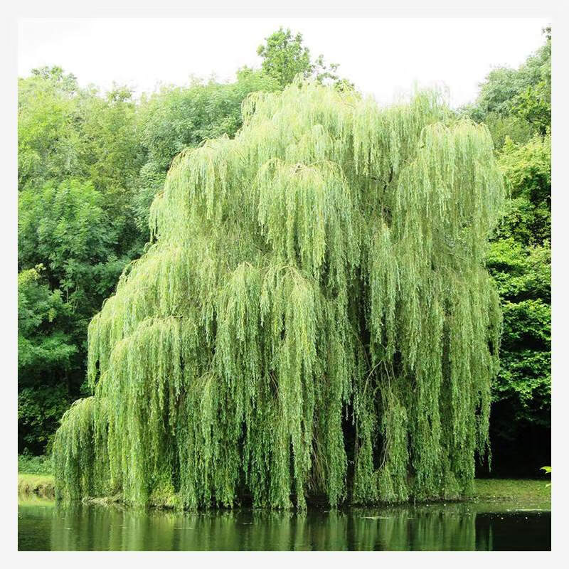 柳树苗美国速生竹柳杨柳树苗垂柳小苗河边绿化树苗 绿色垂柳1厘米粗