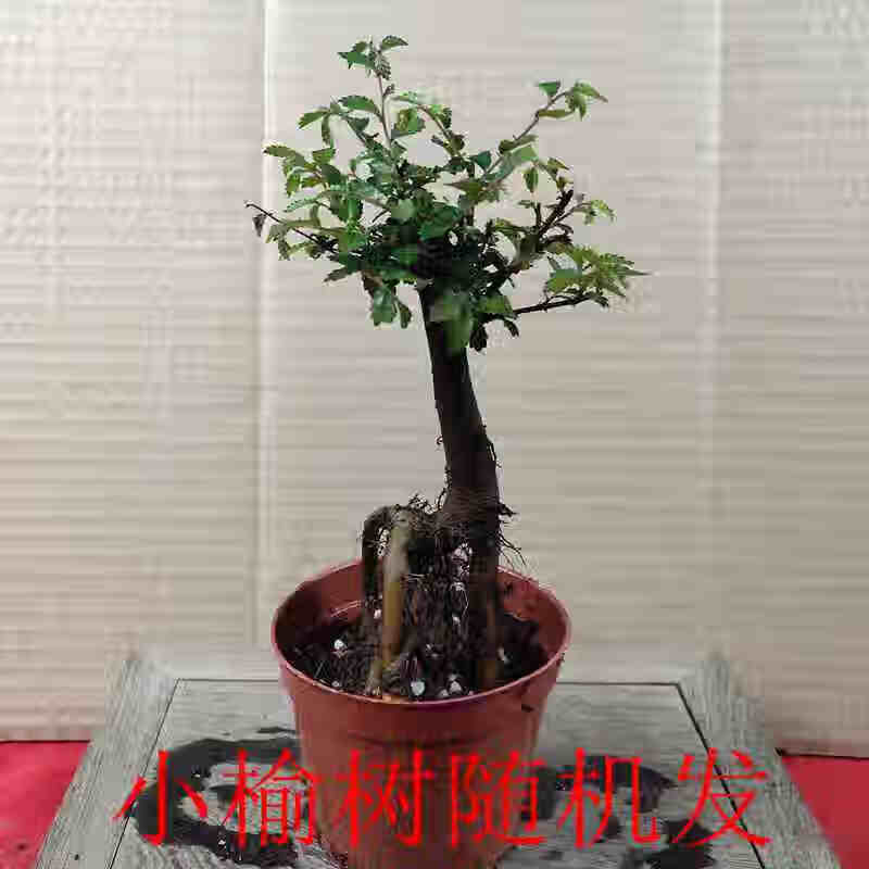 山头林村新款小叶榆树盆景植物花卉盆栽室内花客厅造型老桩苗绿植