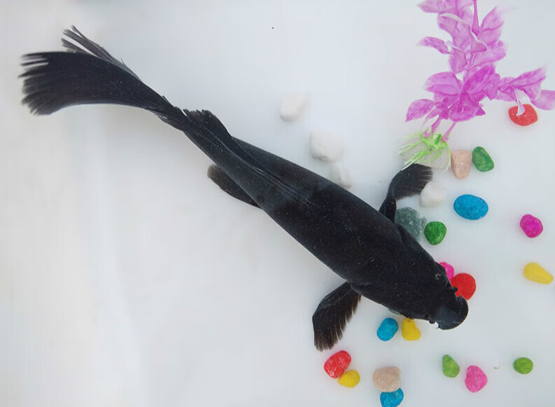 宝诺滋黑金锦鲤鱼黑色活鱼冷水金鱼易活纯种黑金龙凤乌金(不分长短尾)