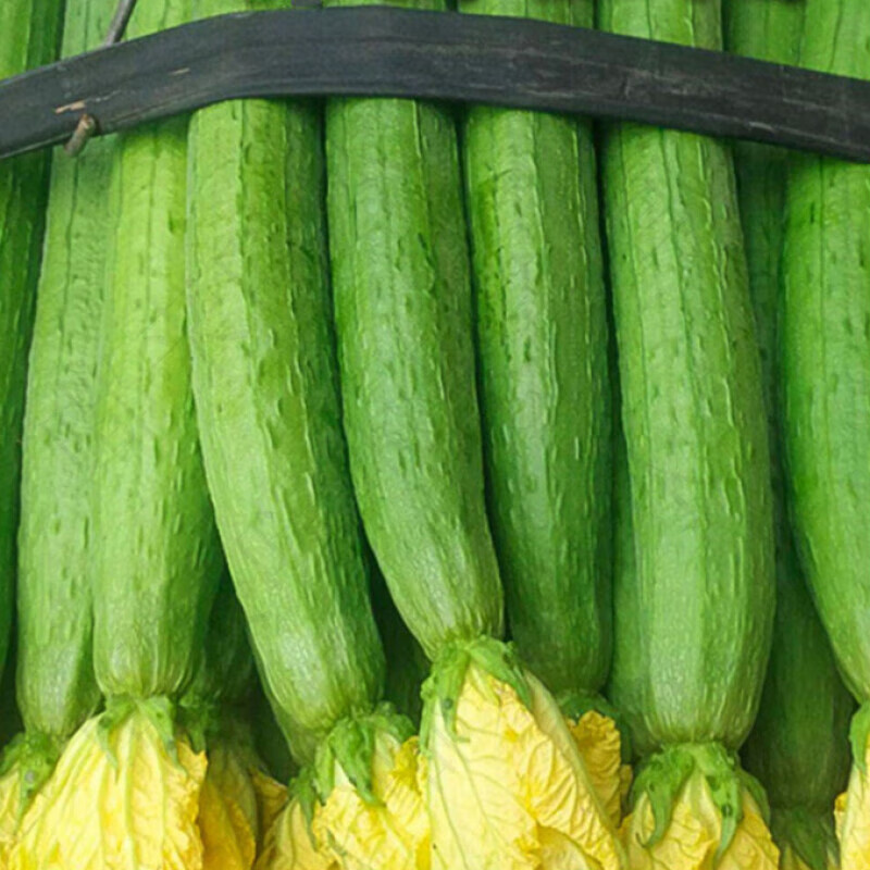 皓谦丝瓜蔬菜当季农家菜3斤青菜丝瓜清新油亮鲜美软嫩
