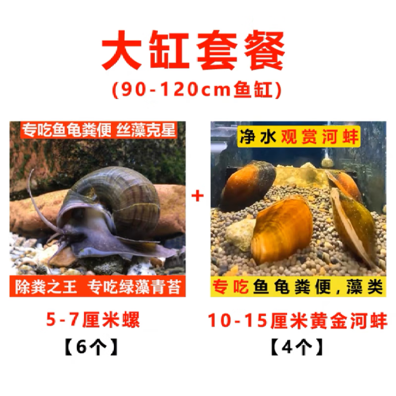 专吃鱼屎粪便黄金小河蚌河蚬淡净水观赏螺鲜活物黑金刚贝壳苗活体 大缸套餐【除藻、除粪、观赏】 京东折扣/优惠券