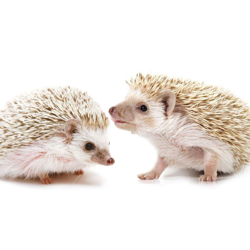 double yellow刺猬活物 非洲迷你刺猬幼崽宝宝宠物活体自家繁殖 杏色1