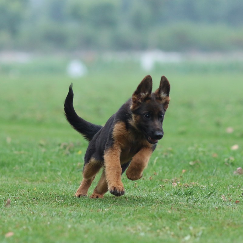 黑背,黑背图片,京东商城价格,配件和用品_双氙车灯改装网