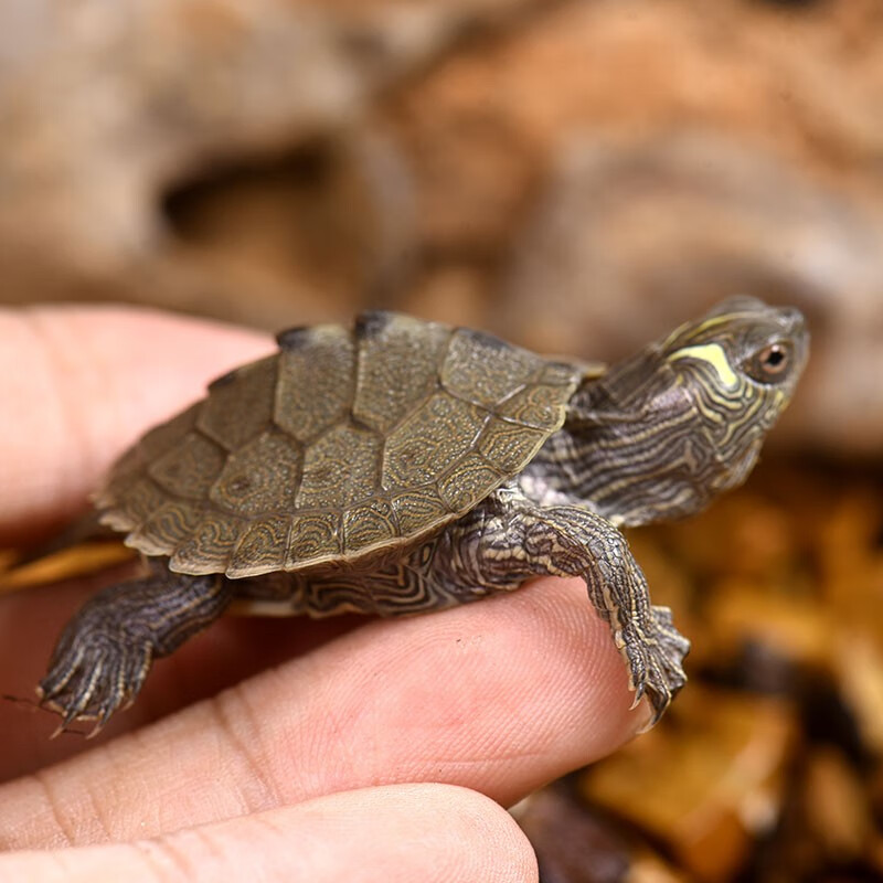 昌炅深水龟小乌龟活物密西西比地图宠物龟活体黑瘤鱼缸混养观赏龟 3-4