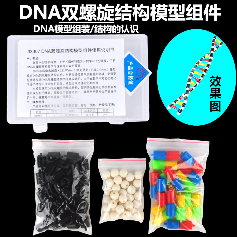 木六六高中dna双螺旋结构模型分子结构模型60cm大号带底座碱基对遗传