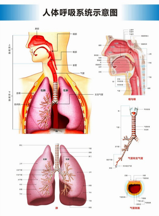 2024新款医院科室挂图人体呼吸结构图呼吸构造图高清医院科 竖版呼吸