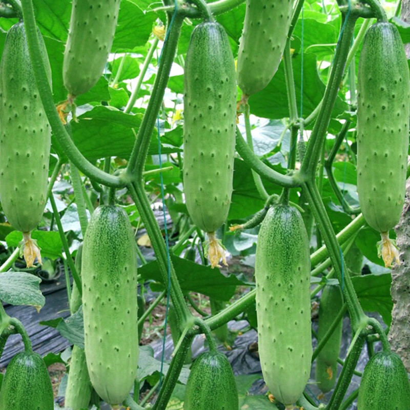 家庭种植蔬菜种子孑籽大全四季播种阳台盆栽农家小菜园有机 水果黄瓜种子2包