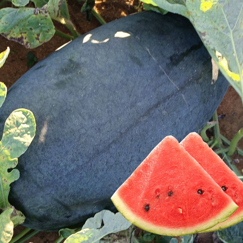 寿禾黑美人西瓜种子黑皮品种籽无籽南方超甜大果西瓜苗秧苗水果四季