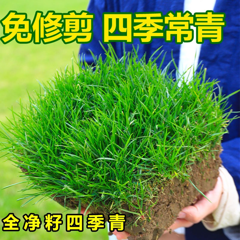 卓天(zhuotian)进口矮生四季青草籽高档全净籽免修剪草皮种子耐寒公园