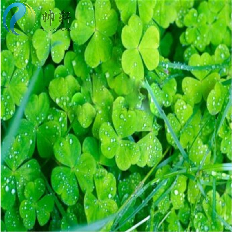 四叶草种子幸运草种子花种子盆栽植物卉室内花草 四叶幸运草 半斤