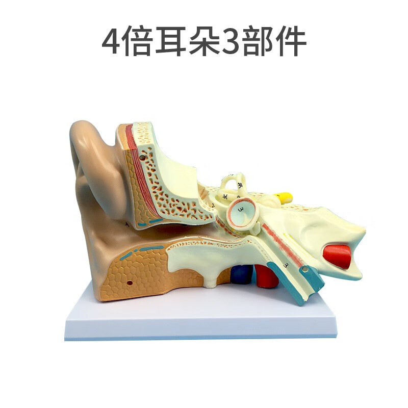 4倍放大耳解剖采耳培训耳鼻喉科展示内耳结构医学模型 4倍耳朵3部件