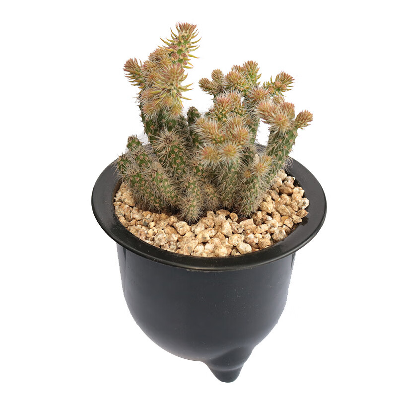 秋颖松鼠团扇仙人掌多肉趣味美观好玩好养沙漠绿洲绿洲花卉阳台小盆栽