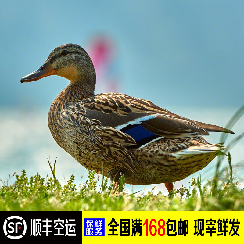 禾人 鸭子 土鸭 麻鸭 现宰现杀 1只