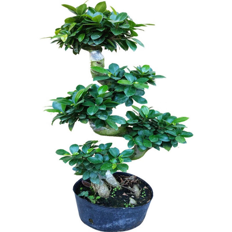 喵小杏人参榕树盆景植物老桩苗室内盆栽大型s弯小叶榕四季常青花卉
