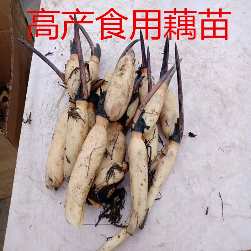 雅卉食用莲藕种苗莲藕种苗荷花莲花子 深浅水藕种根苗藕苗 高产食用脆