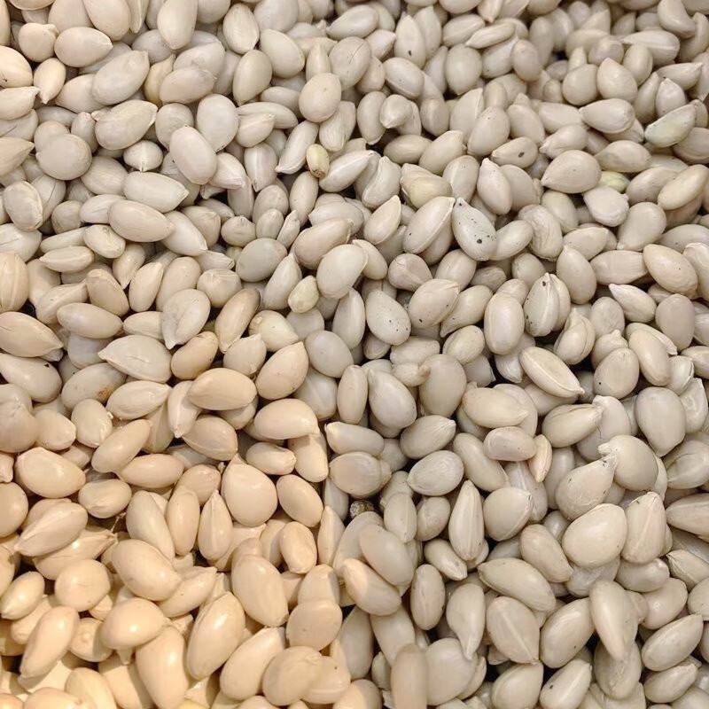 阳澄约定四川红桔种子红橘枳壳籽小叶香橙柠檬嫁接沃柑脐橙积壳枸橘