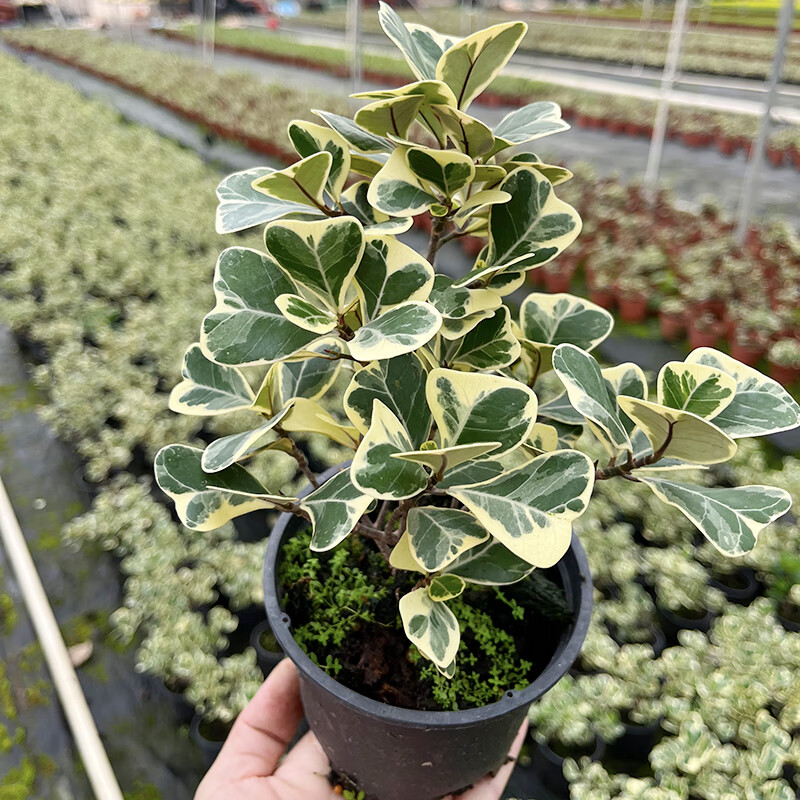 心叶榕锦 叶呈爱心三角榕花叶耐热金边心叶榕牛奶榕 非常好养 13cm