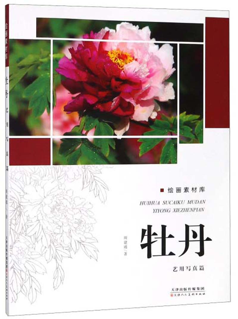 牡丹绘画素材库