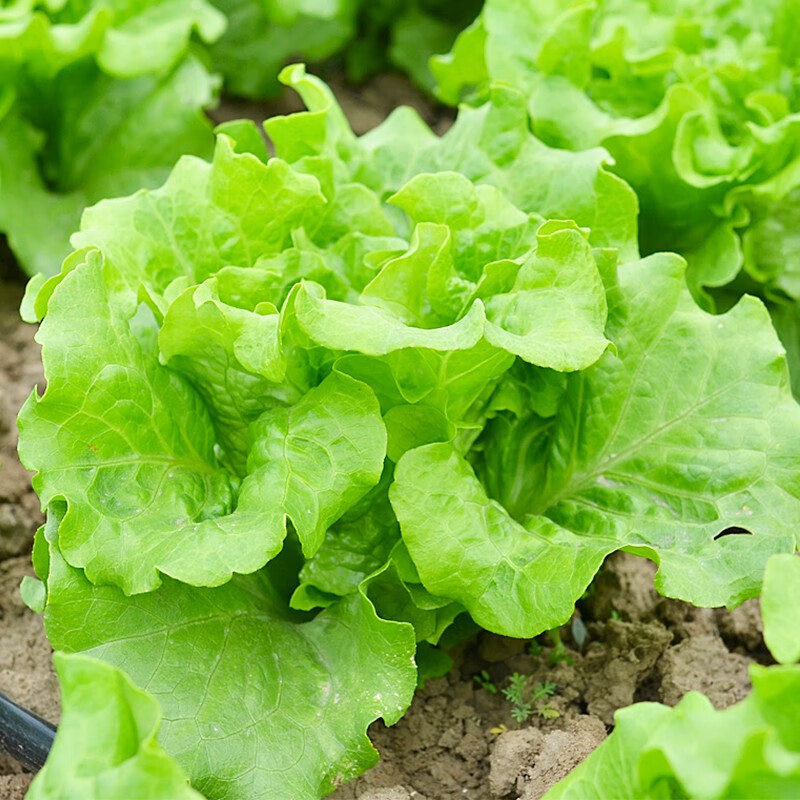 三千苗 玻璃生菜种子种籽孑阳台种菜四季盆栽莱种春季沙拉农家蔬菜孑