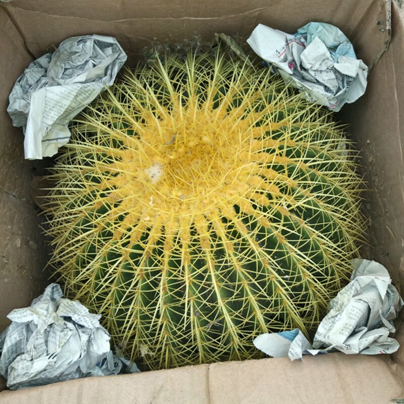 意軒超大金琥仙人球盆栽花卉盆栽綠植桌面盆栽陽臺(tái)多肉植物 桌面植物 直徑50厘米左右