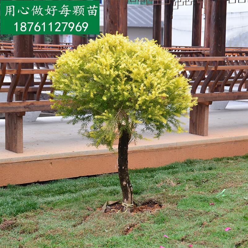 千颂园四季常绿金叶树 黄金香柳千层金苗 彩叶柳树 盆栽庭院园林绿化